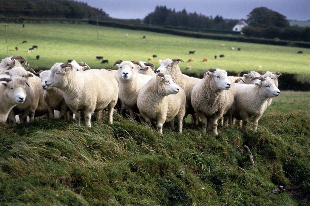 Exmoor Horn wool is versatile, with a softer handle than other types of wool from hill sheep