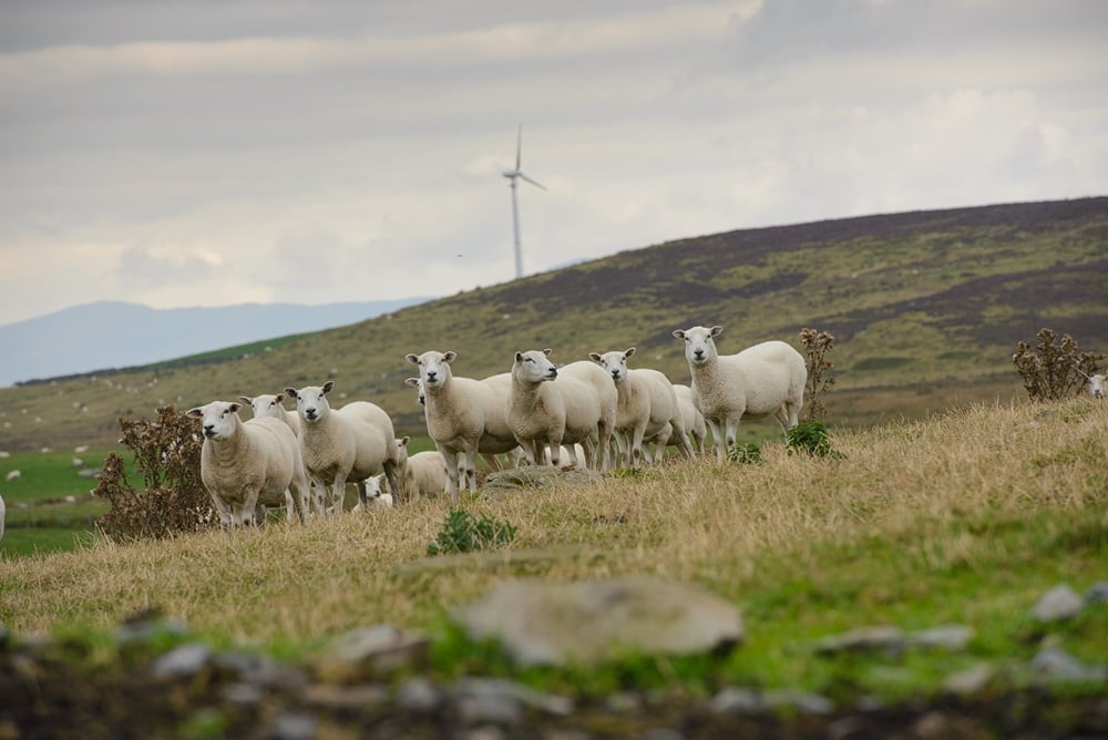 British Wool - supporting sheep farmers