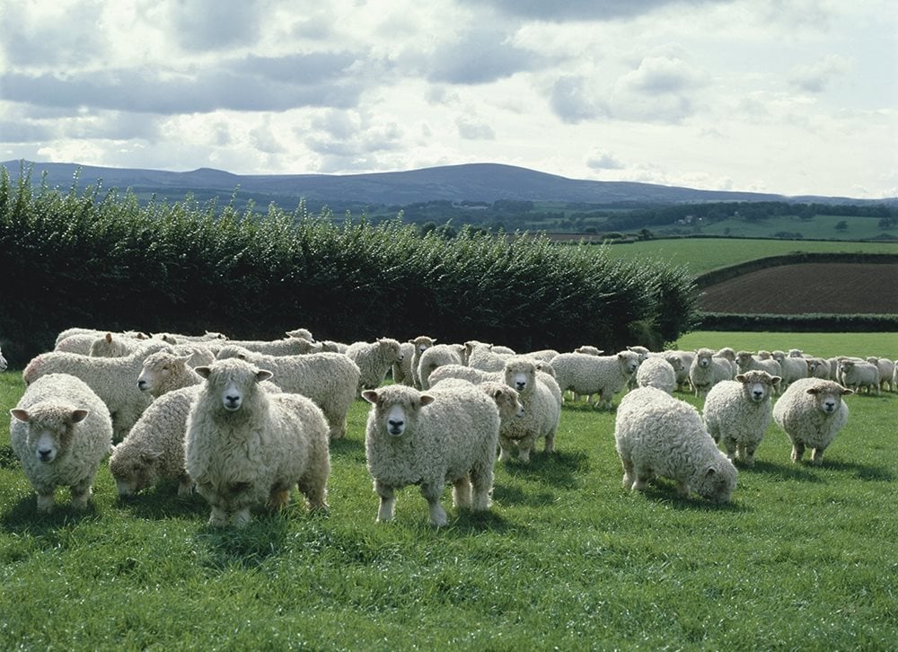 British wool is sold at auctions in Bradford