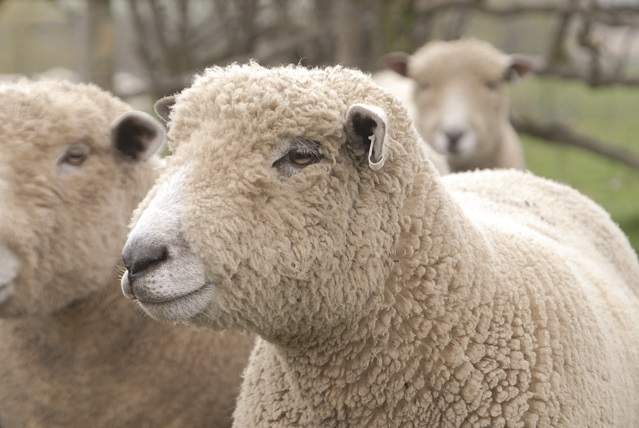 The history of British wool