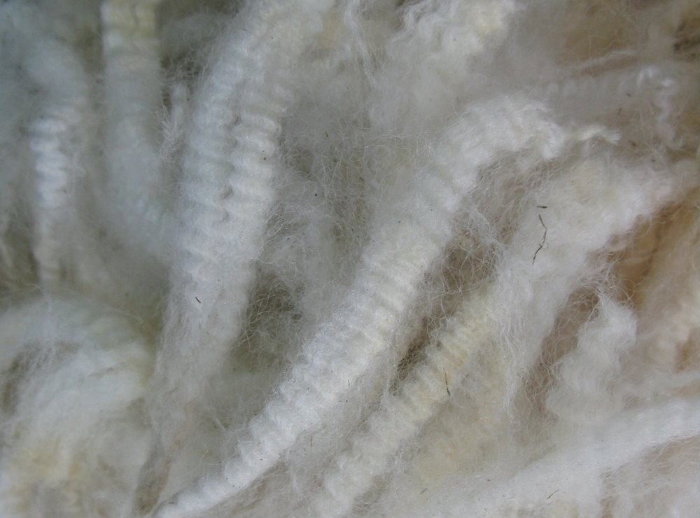 British Wool pays a premium for organic wool