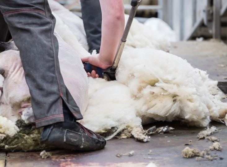 British Wool Re-Launches Young Farmers Exclusive Training Offer