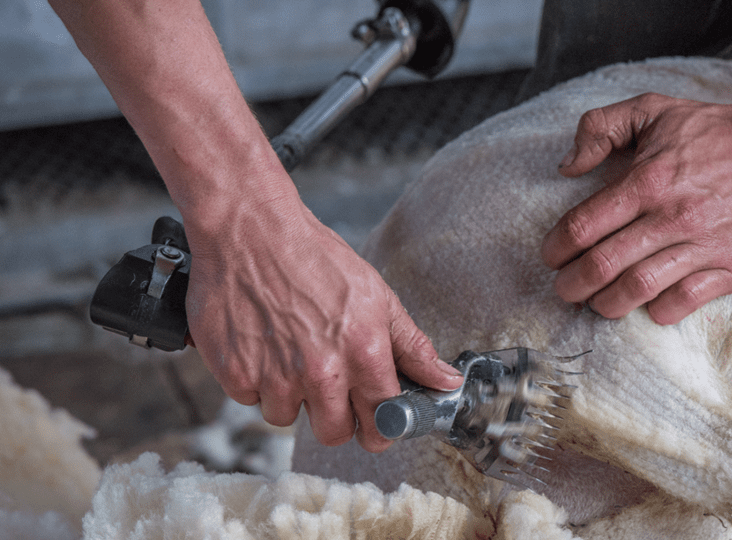British Wool supports Shearing and Wool Handling Teams for 2019 World Championships