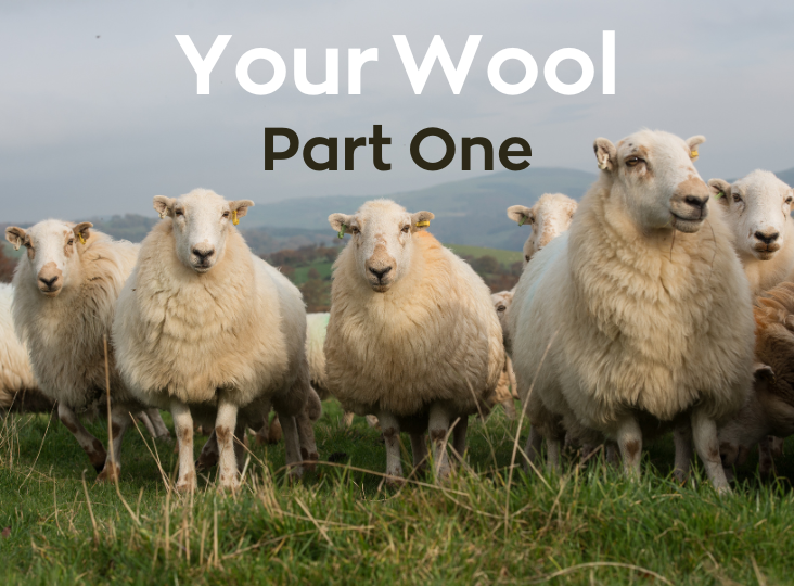 Your Wool from Farm to Auction: Part One
