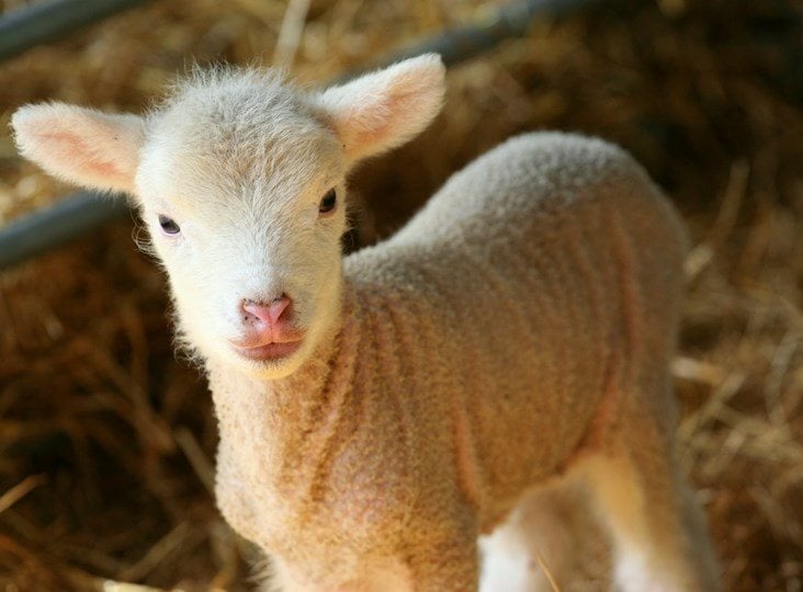 Romney Marsh Wools: lambing - our favourite time of the year