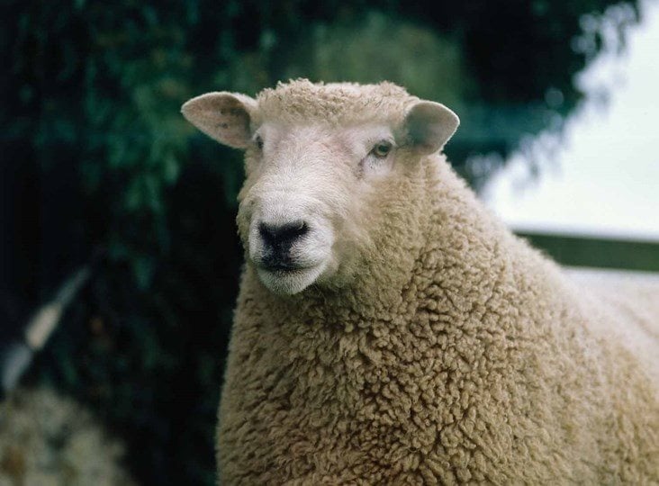 British Wool pays more says Hampshire sheep farmer