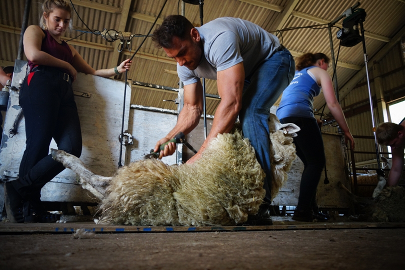 British Wool enhances young farmers exclusive training offer