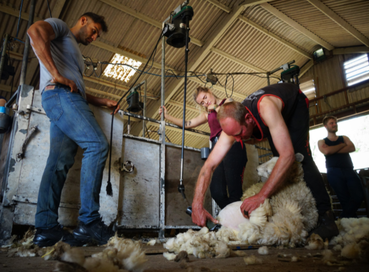 Shearing Courses – Learn from the experts