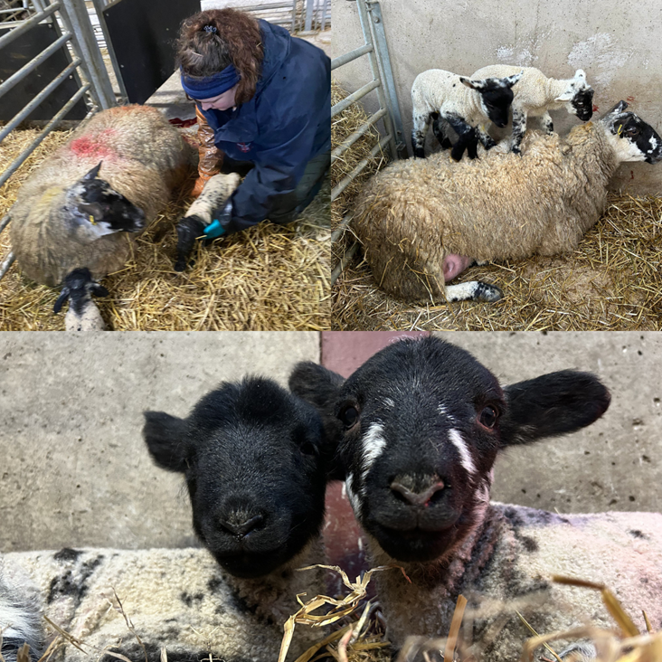 Lambing Blog by Emma Jagger – Shearing Supervisor