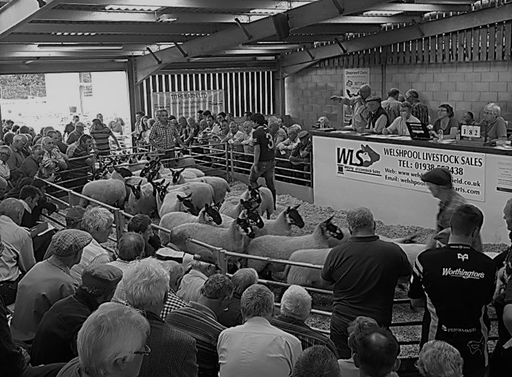 NSA and British Wool team up for exciting ‘auction mart roadshow’