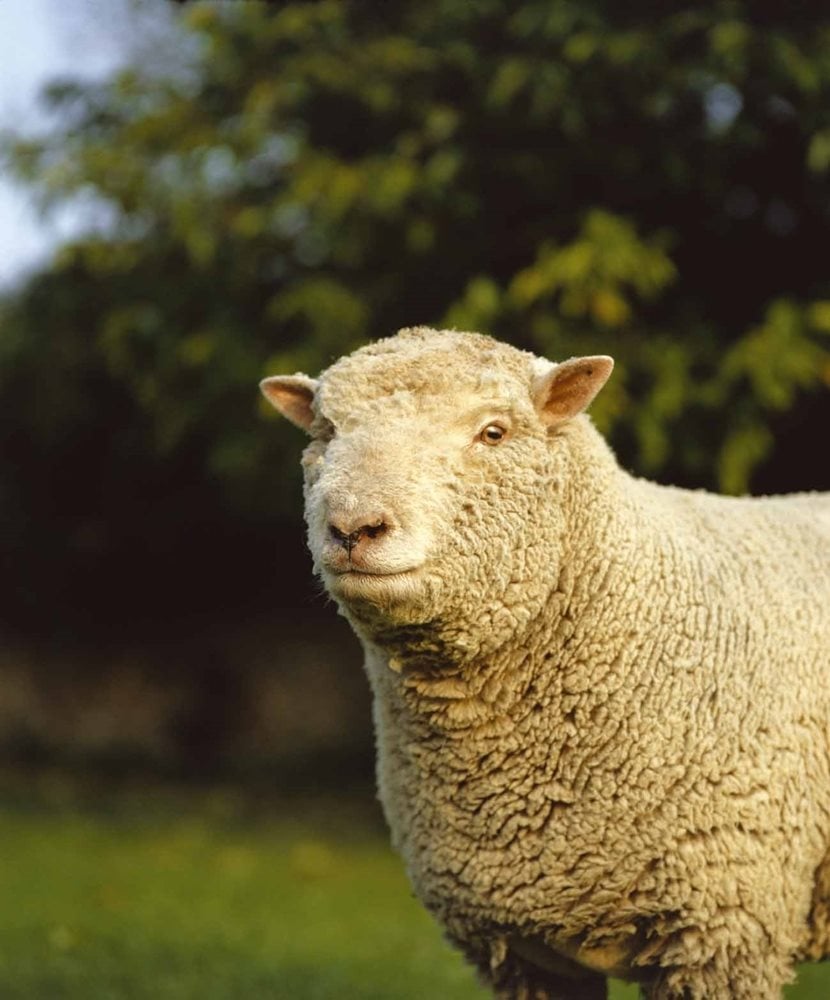 Sheep Breeds