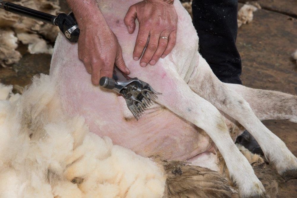 Protect your investment with expert shearing training from British Wool