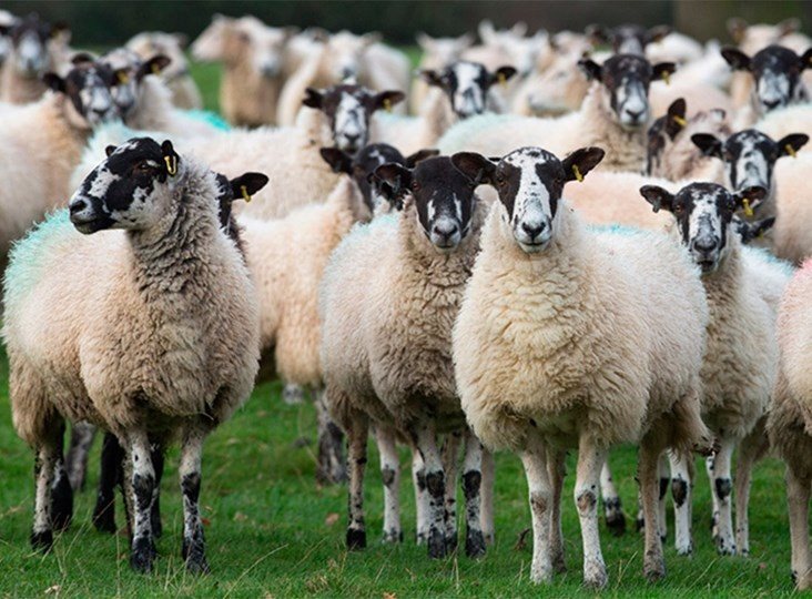 NSA Sheep Event
