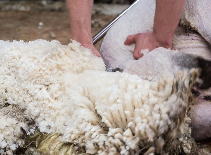British Wool Re-Launches YFC Exclusive Training Offer