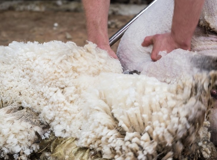 British Wool 2022 shearing training courses go live
